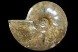 Polished Ammonite Fossil - Madagascar #166688-1